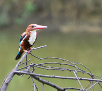 Keoladeo National Park