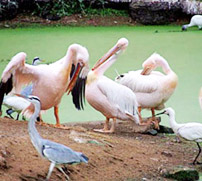 Nandankanan Zoological Park