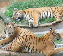 Assam State Zoo