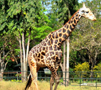 Mysore Zoo