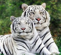 Rajiv Gandhi Zoo Park