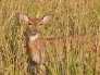 Corbett Wildlife Tour