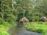 Gorumara-Wild-Life-Sanctuary
